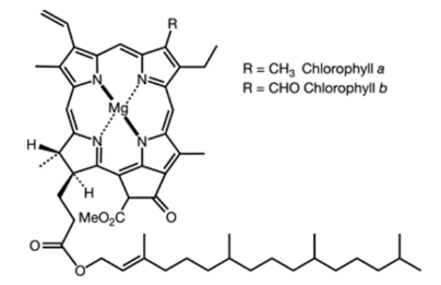 Structure of chlorophyll.PNG